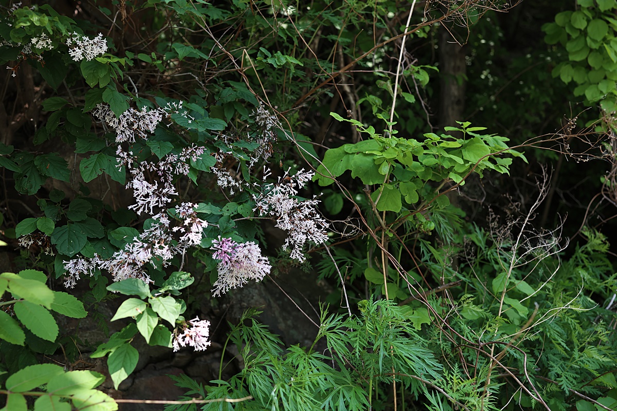 25-05-29 (4)-1.JPG