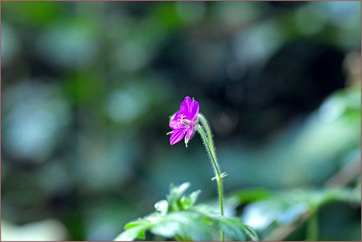 DSC_4486이질풀.jpg