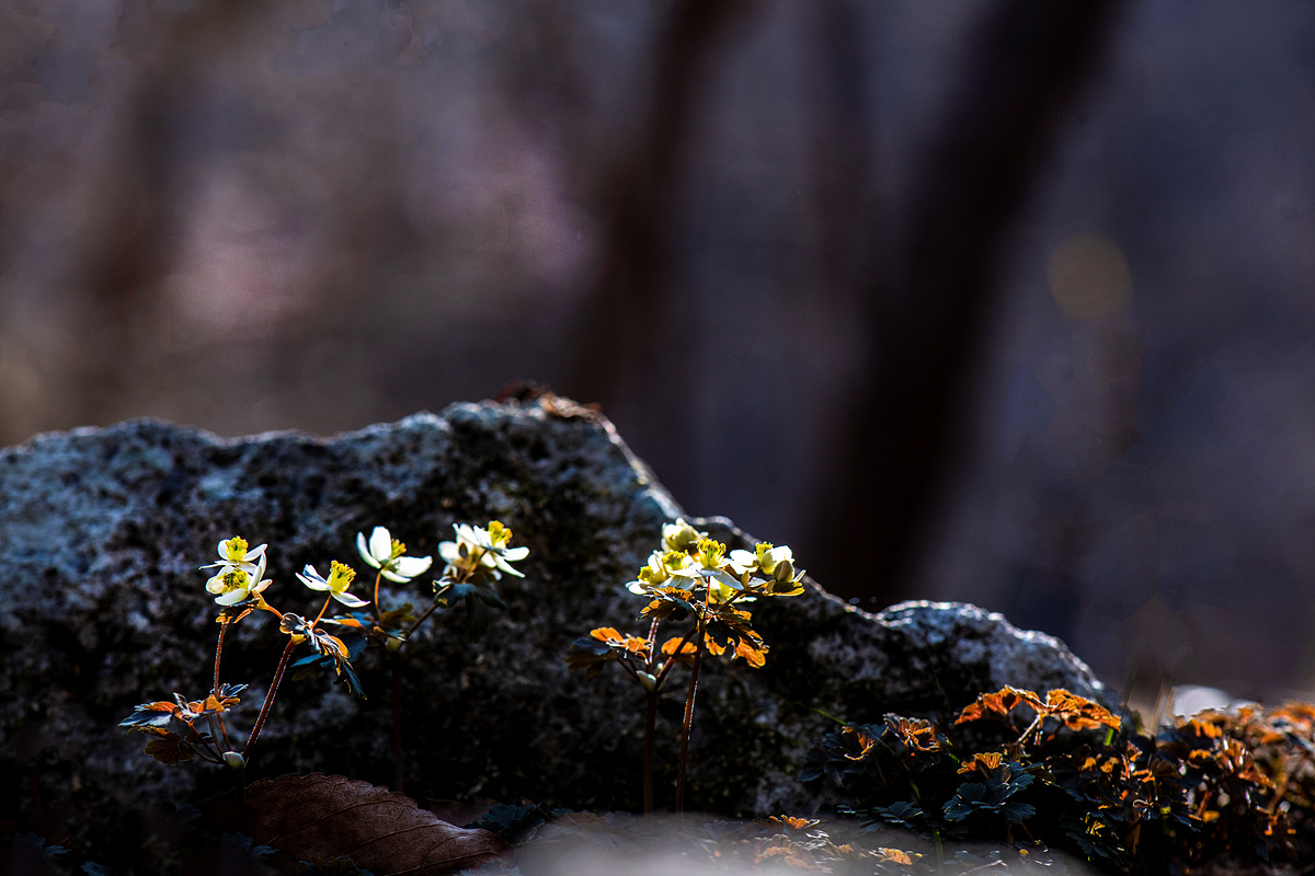 _DSC1831a.jpg