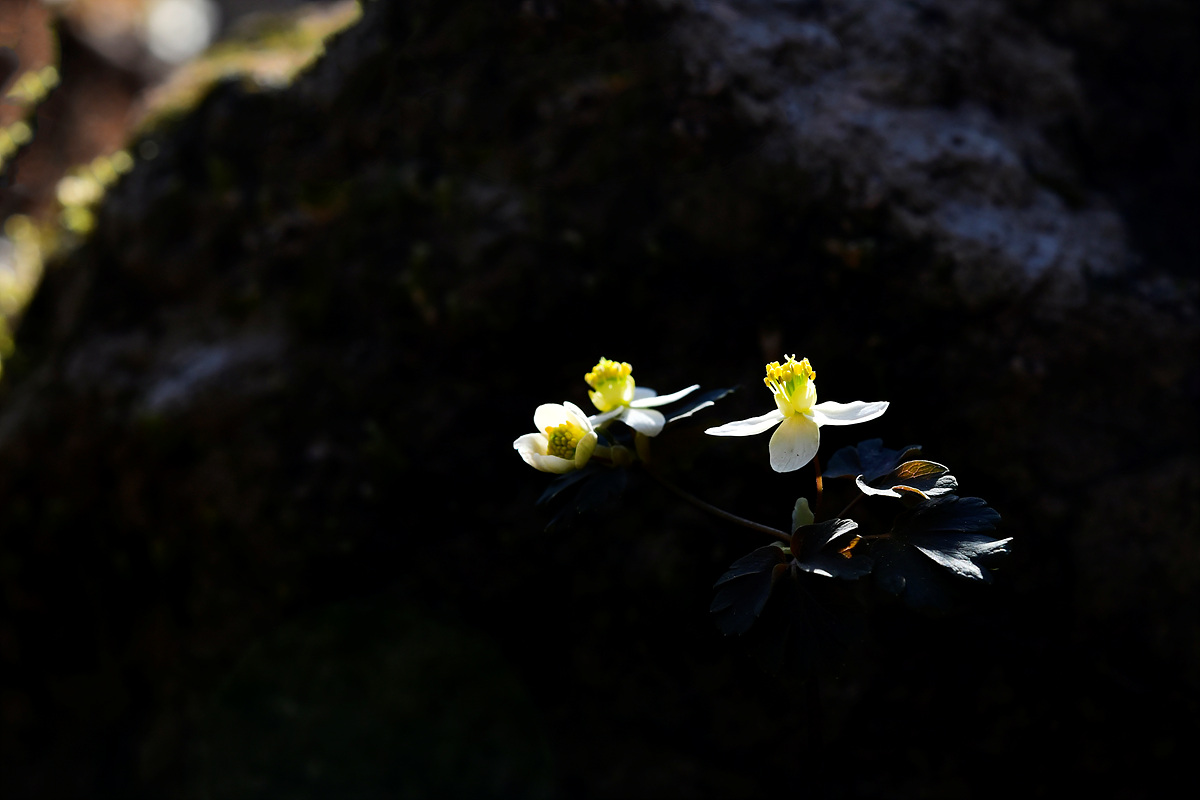 _DSC1693zccc.jpg