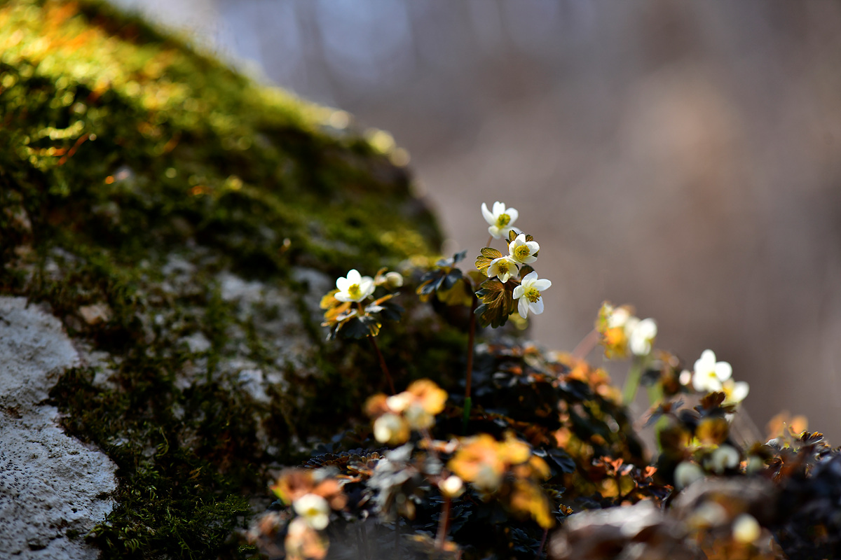 _DSC1620a.jpg
