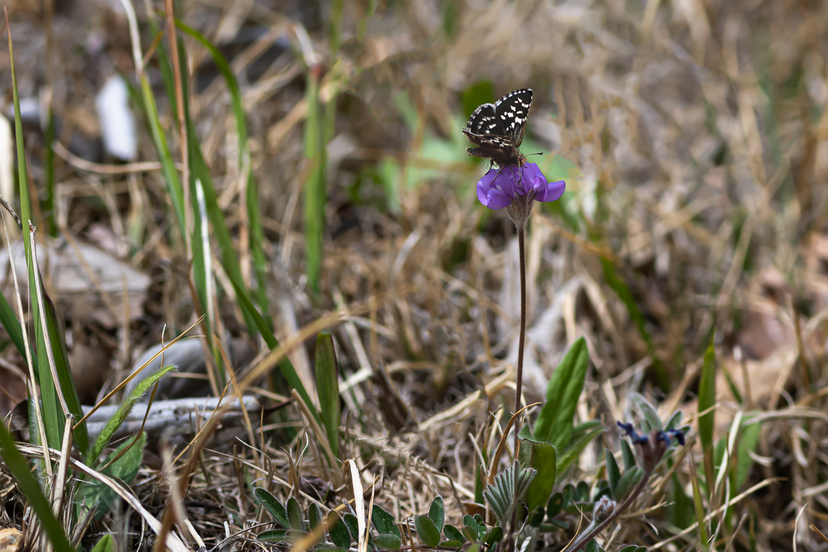 DSC_1511.jpg