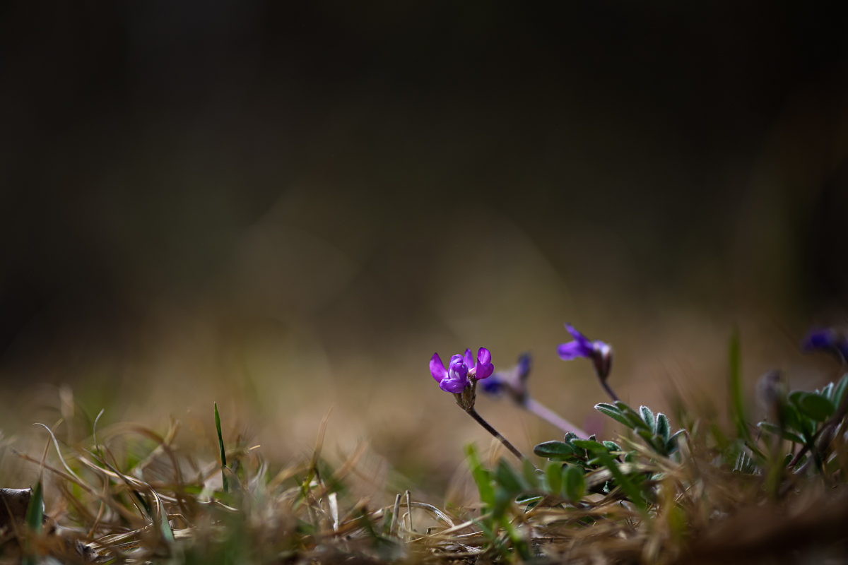 DSC_1536.jpg
