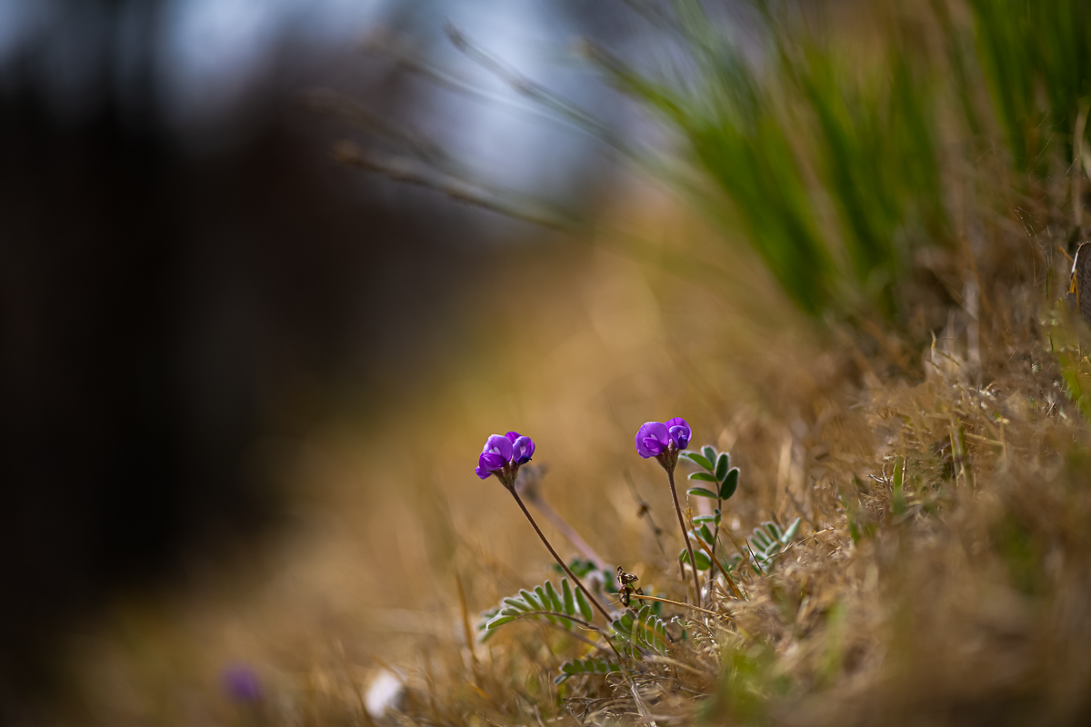 DSC_1504.jpg