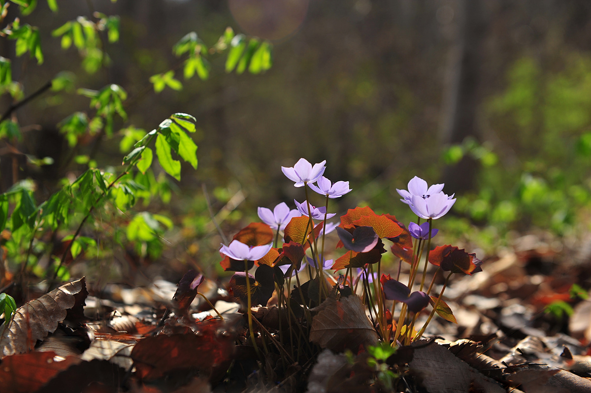 DSC_1651a.jpg