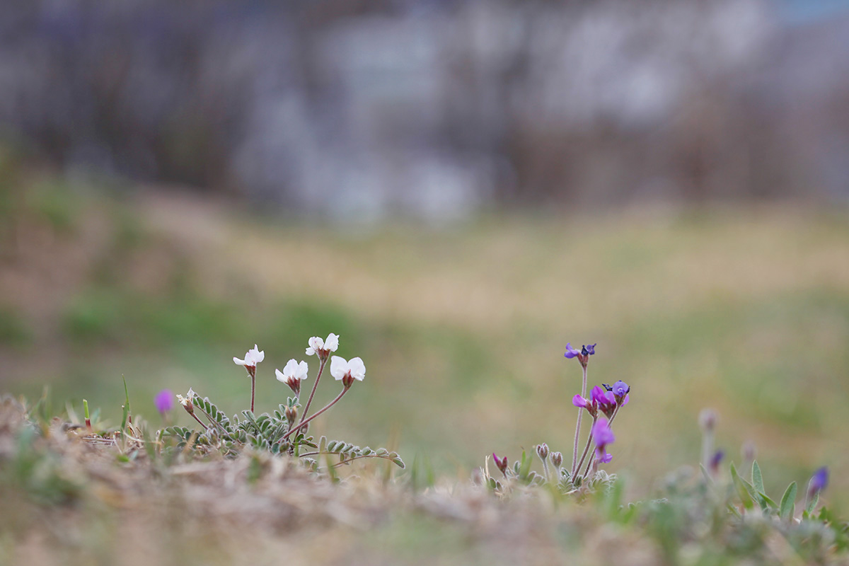 IMG_8732a.jpg