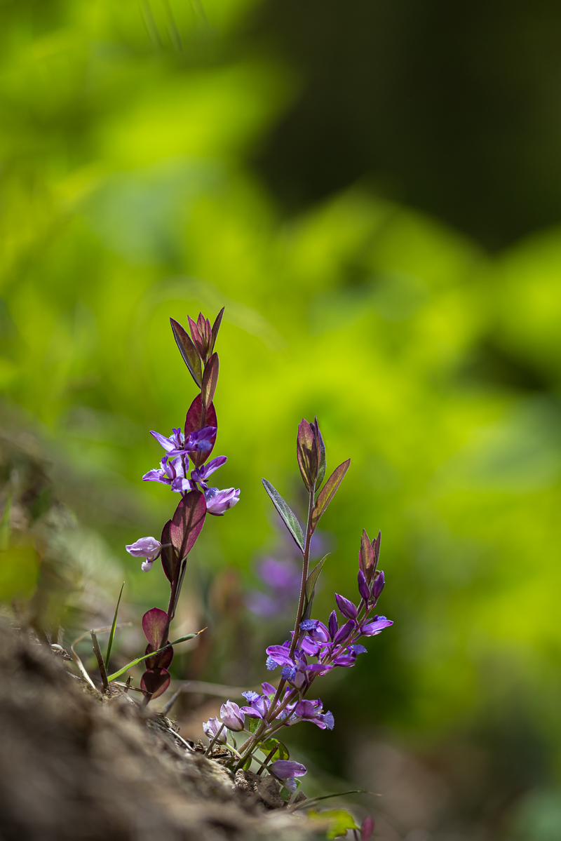 DSC_4960.jpg