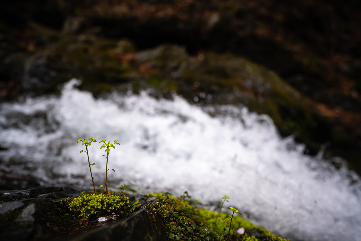 DSC_0765.jpg