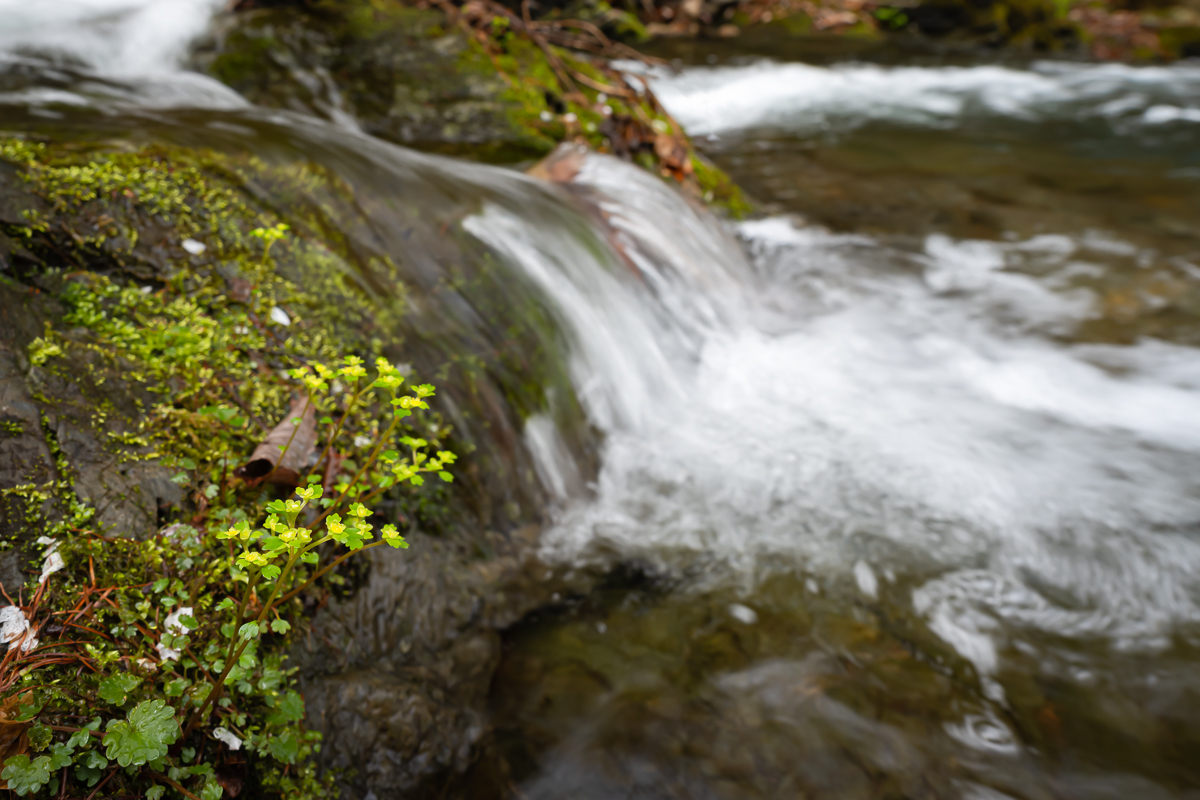 DSC_0752.jpg