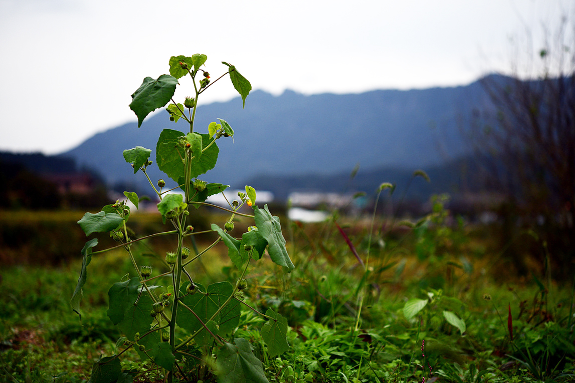DSC_0466.jpg