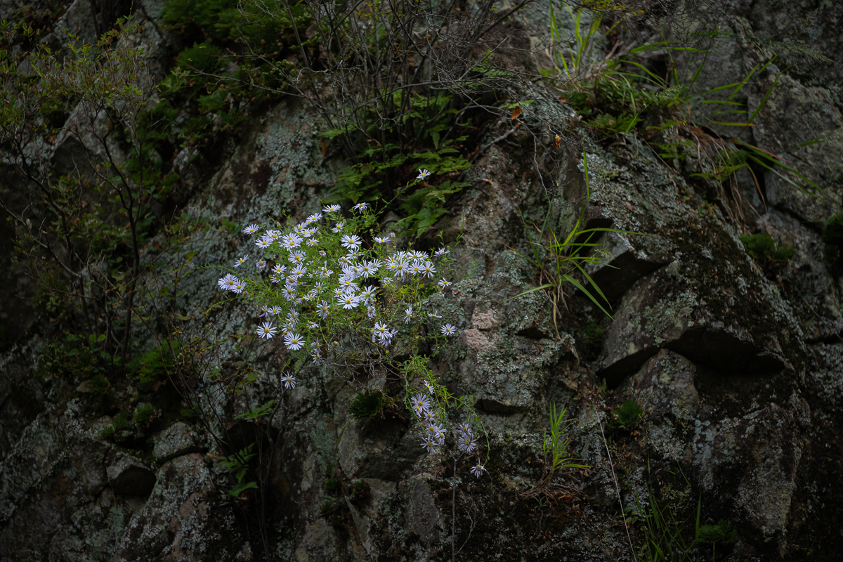 DSC_9137.jpg