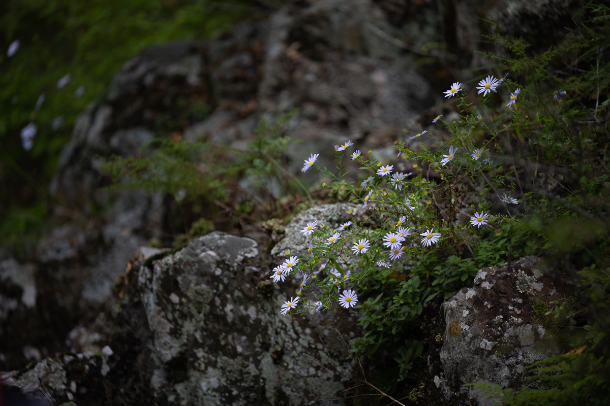 DSC_9141.jpg