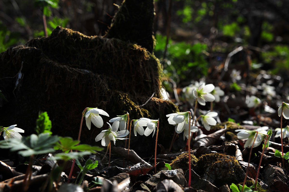 DSC_1932s.jpg