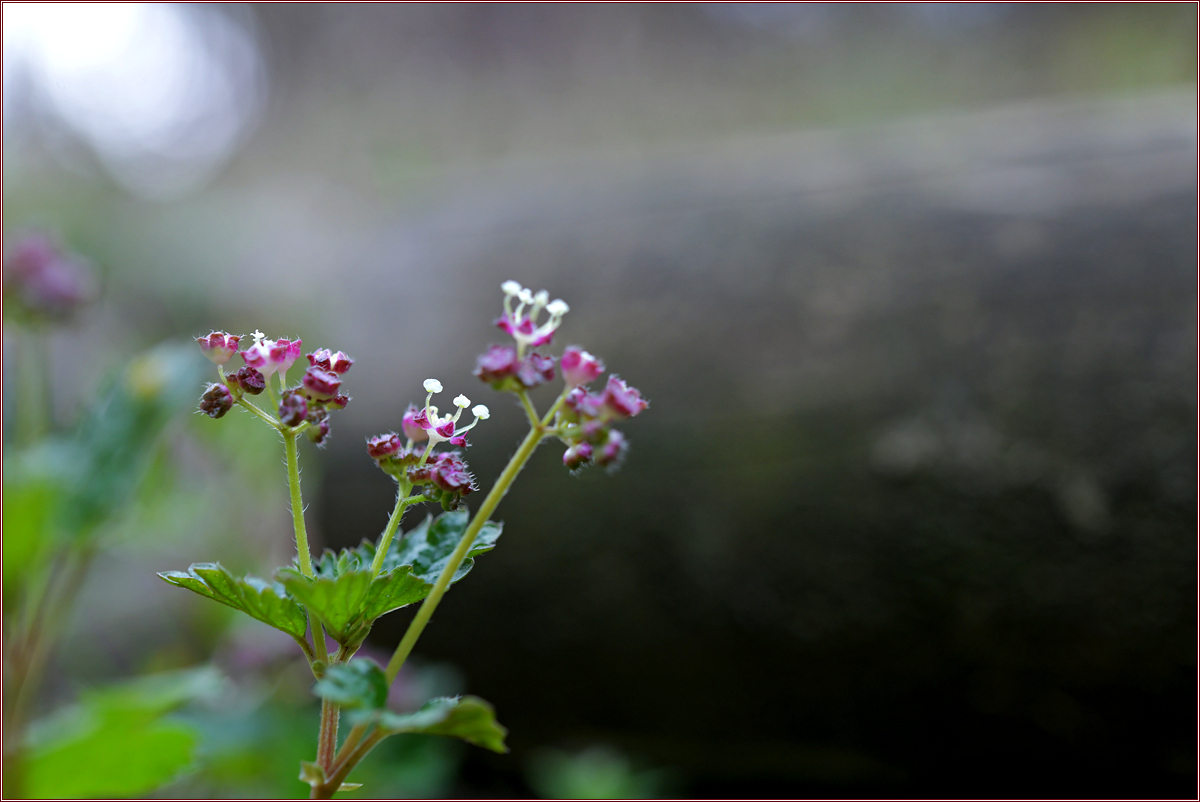 DSC_9876나도물통이.jpg