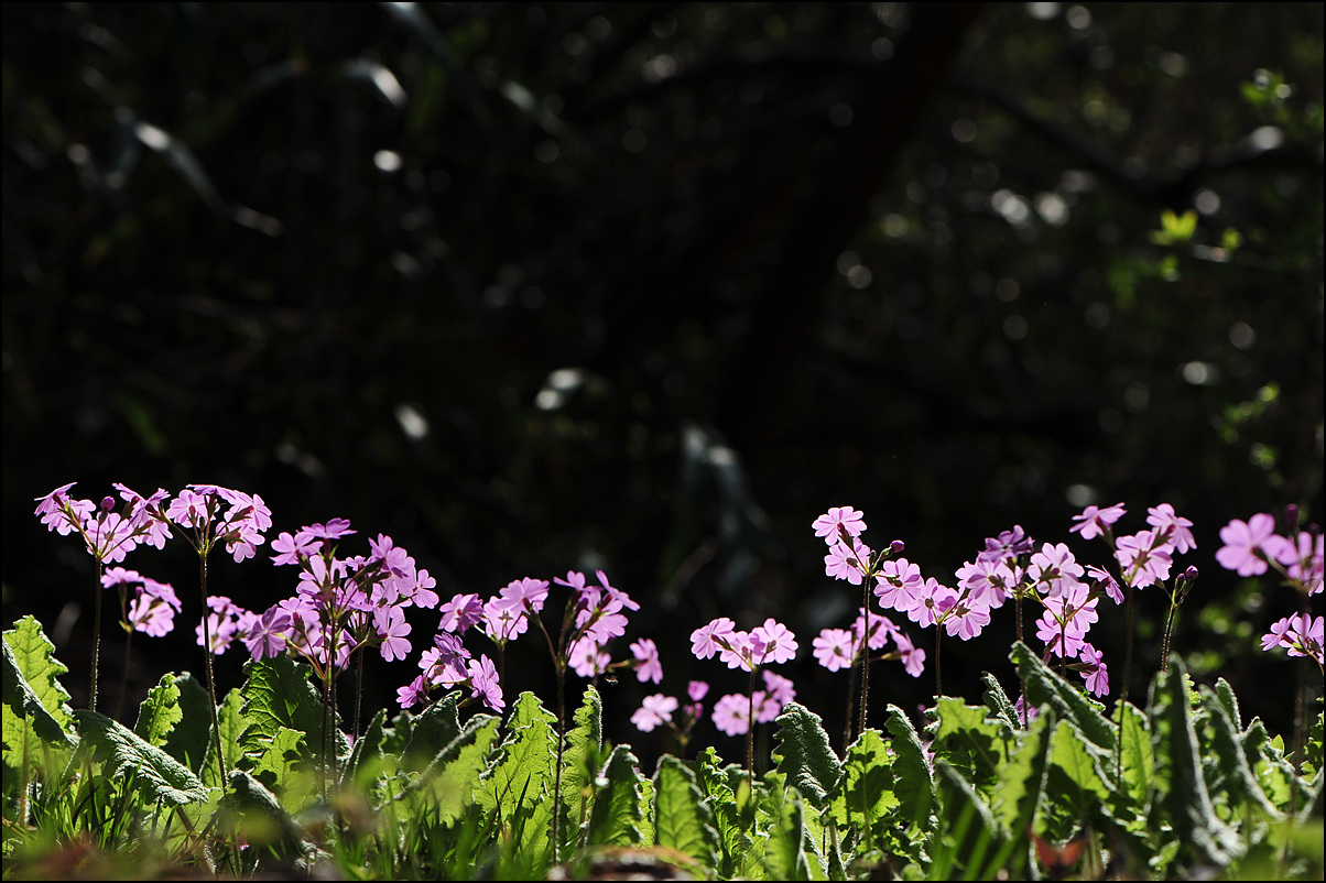 DSC_7026.jpg