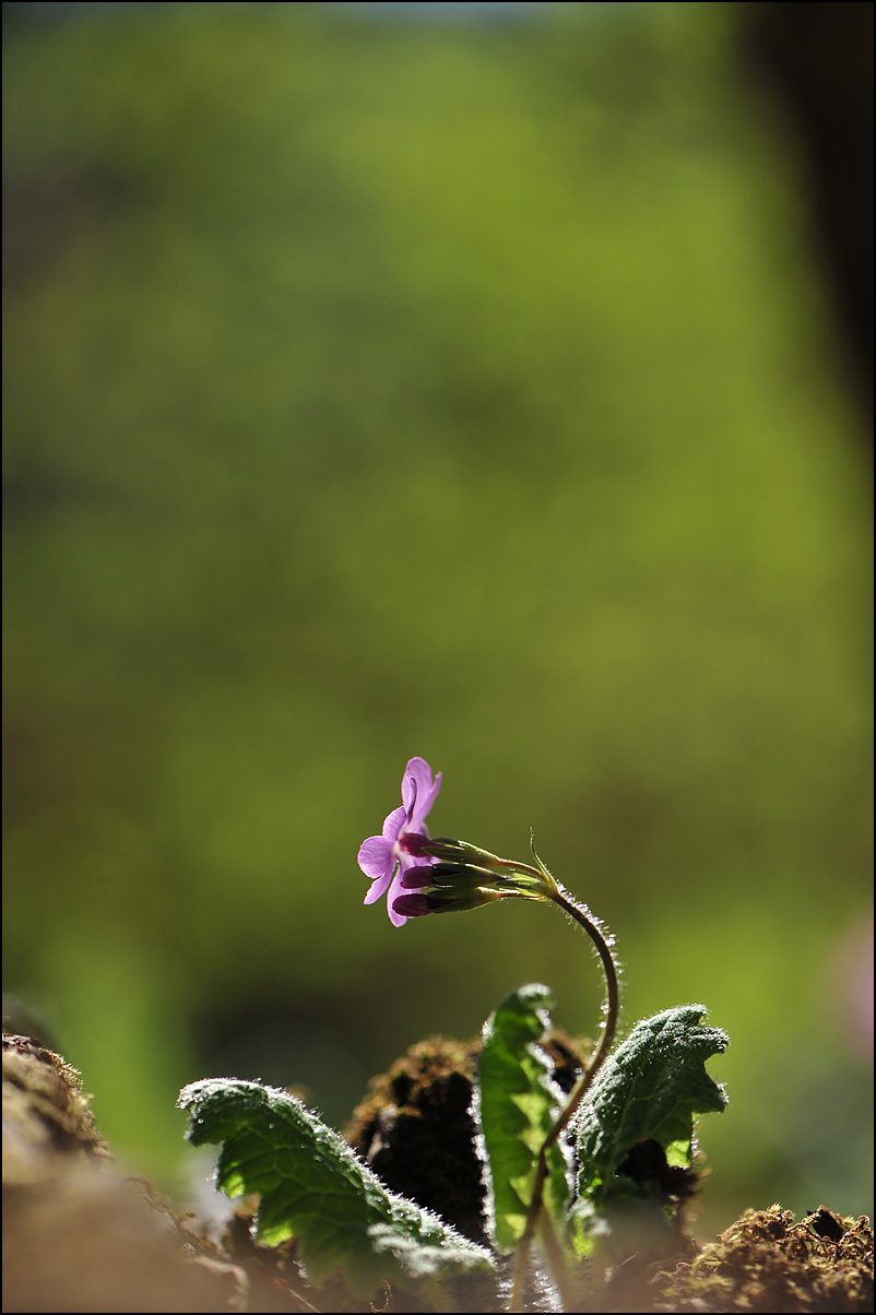DSC_7006.jpg