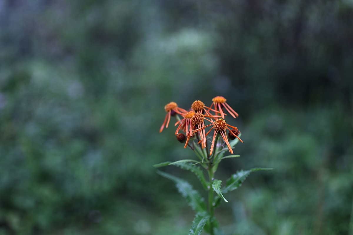 24-07-30 (366)-1.JPG