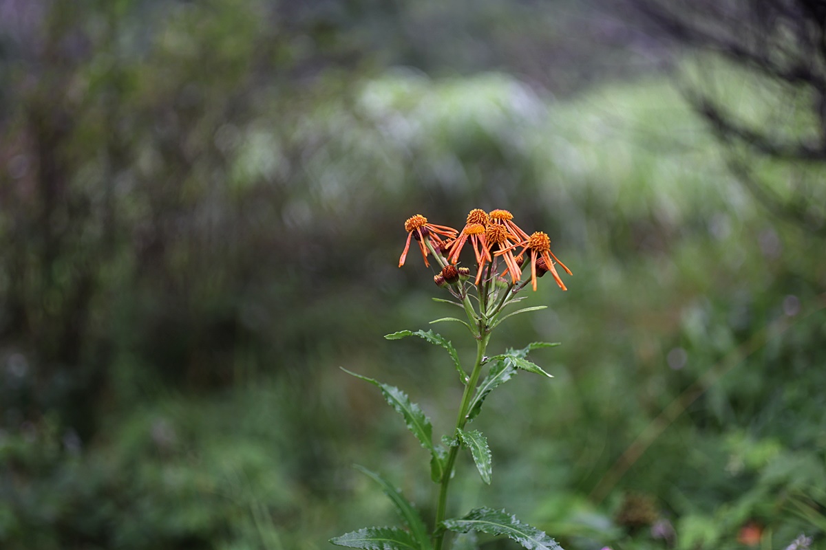 24-07-30 (364)-1.JPG