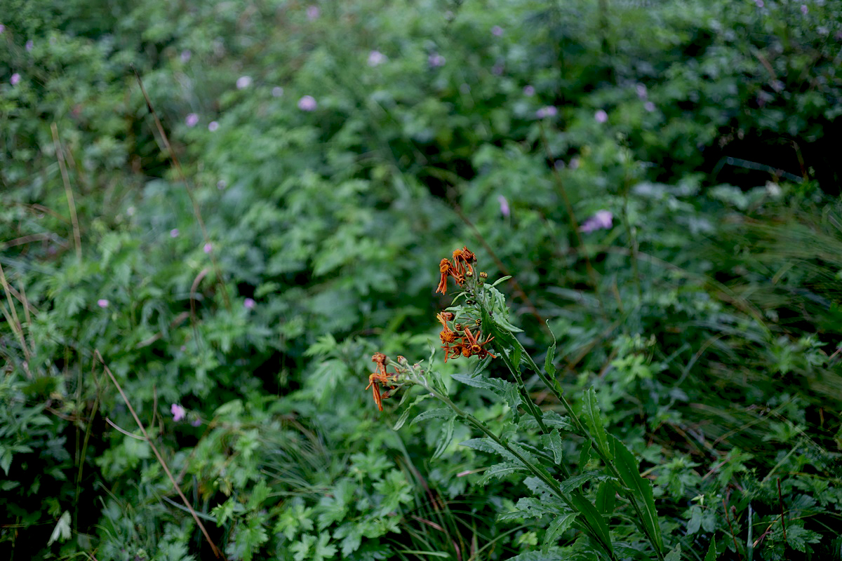 24-07-30 (373)-1.JPG