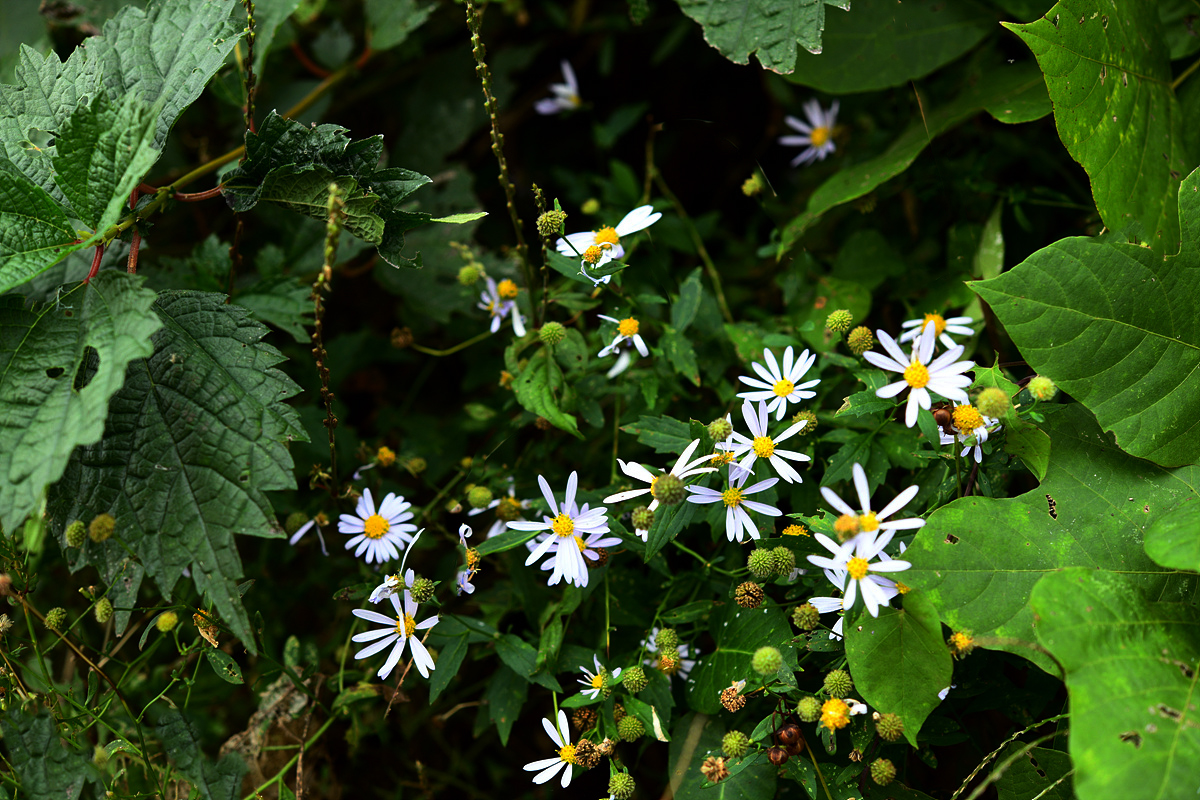 DSC_0471.jpg