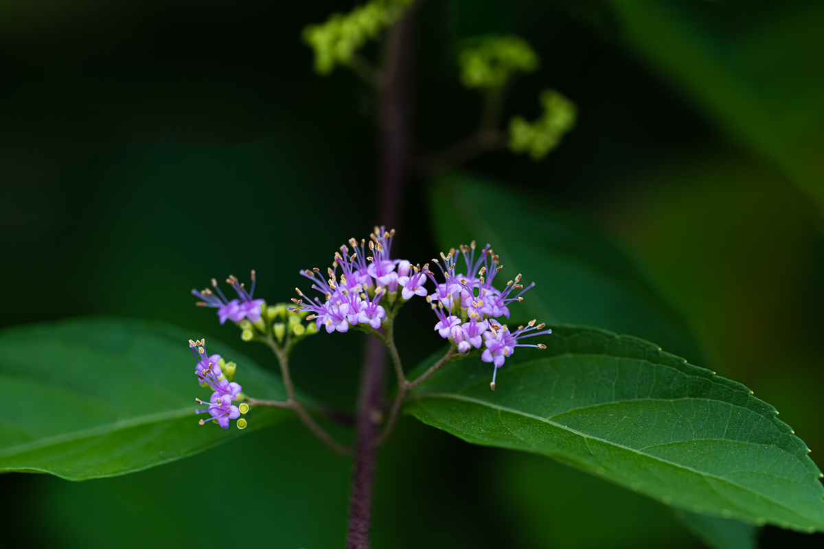 DSC_5092.jpg