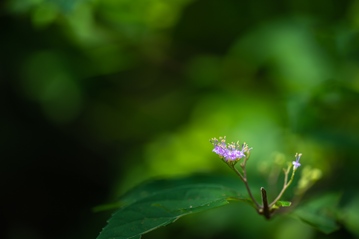 DSC_5074.jpg