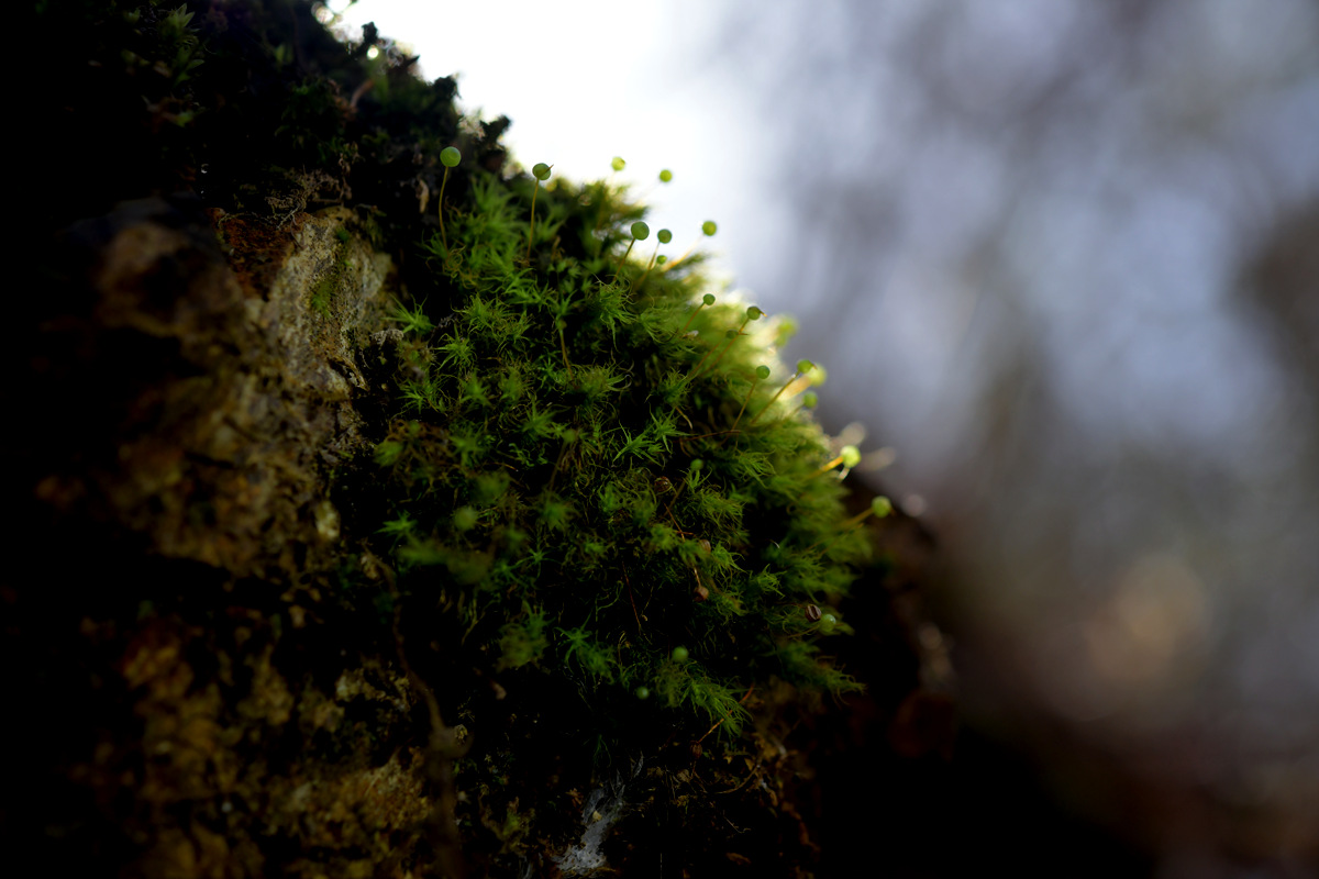 DSC_9286.jpg