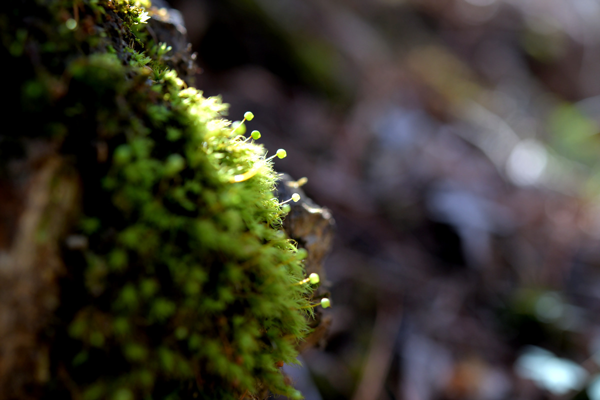 DSC_9276.jpg