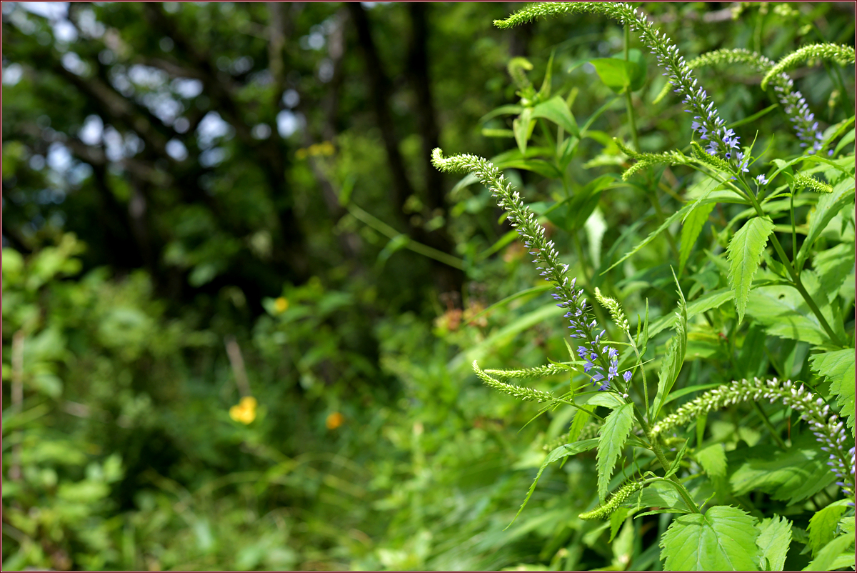 DSC_4051긴산꼬리풀.jpg