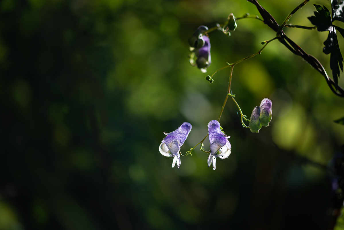 20200922-DSC_0933.jpg
