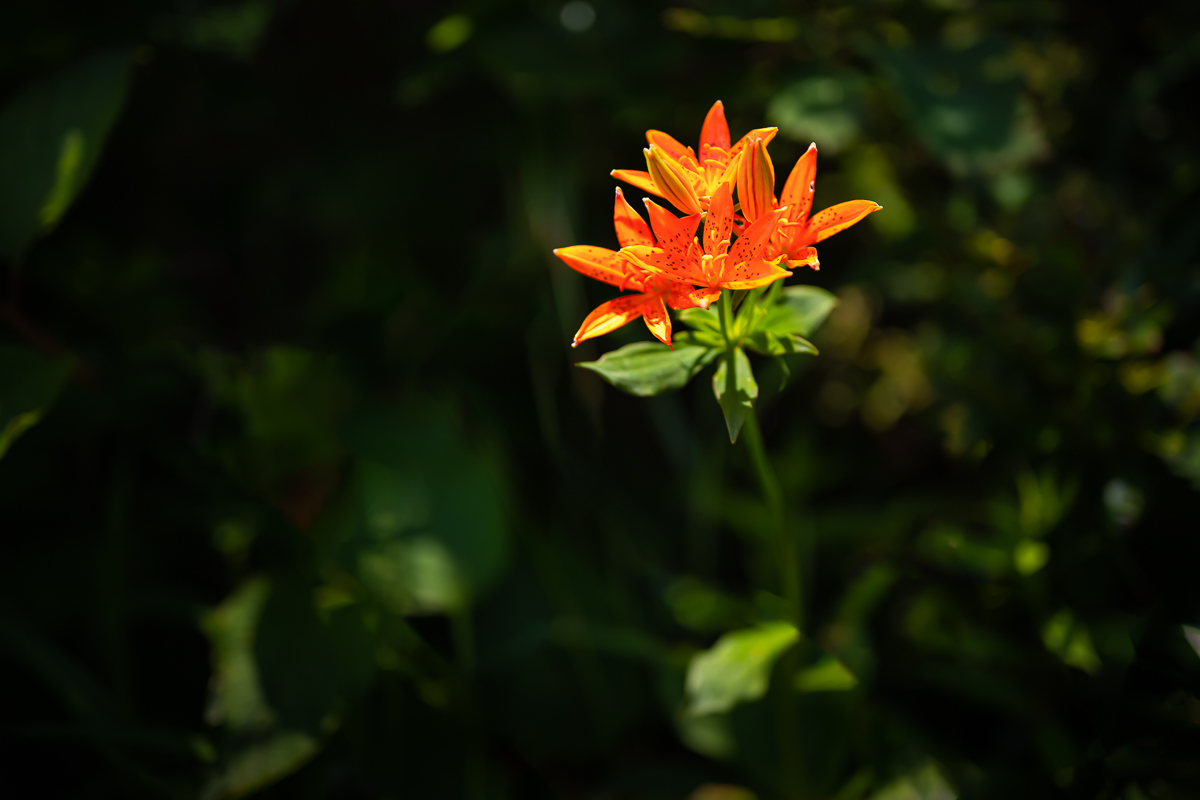 DSC_4873.jpg