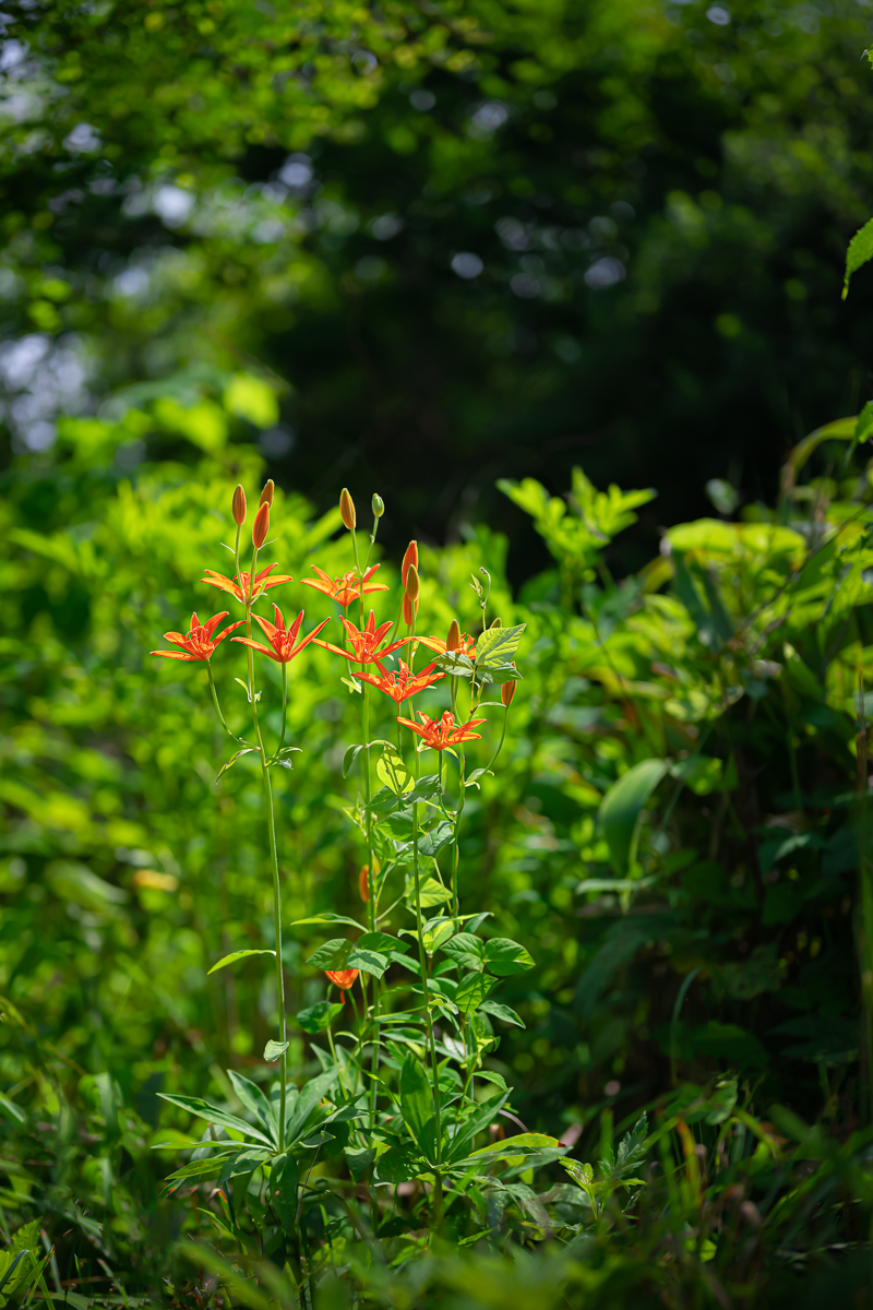 DSC_4750.jpg