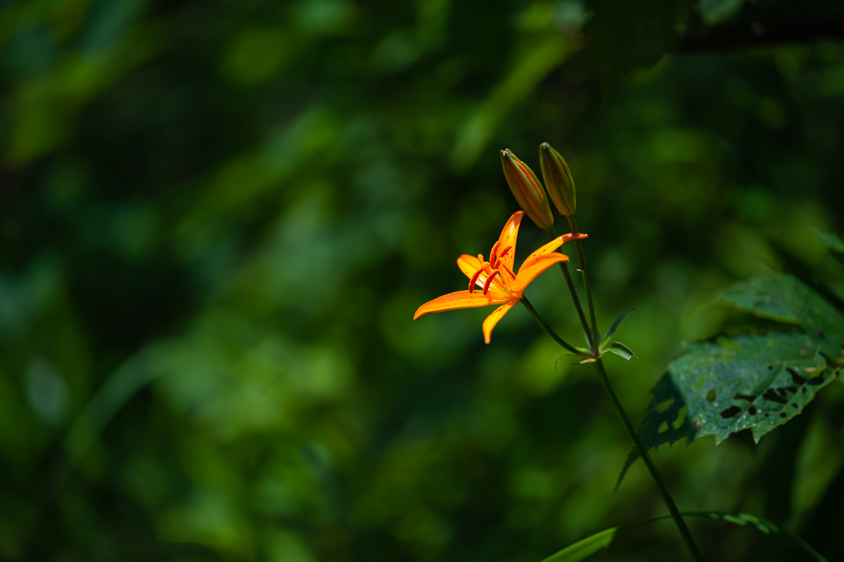 DSC_4931.jpg