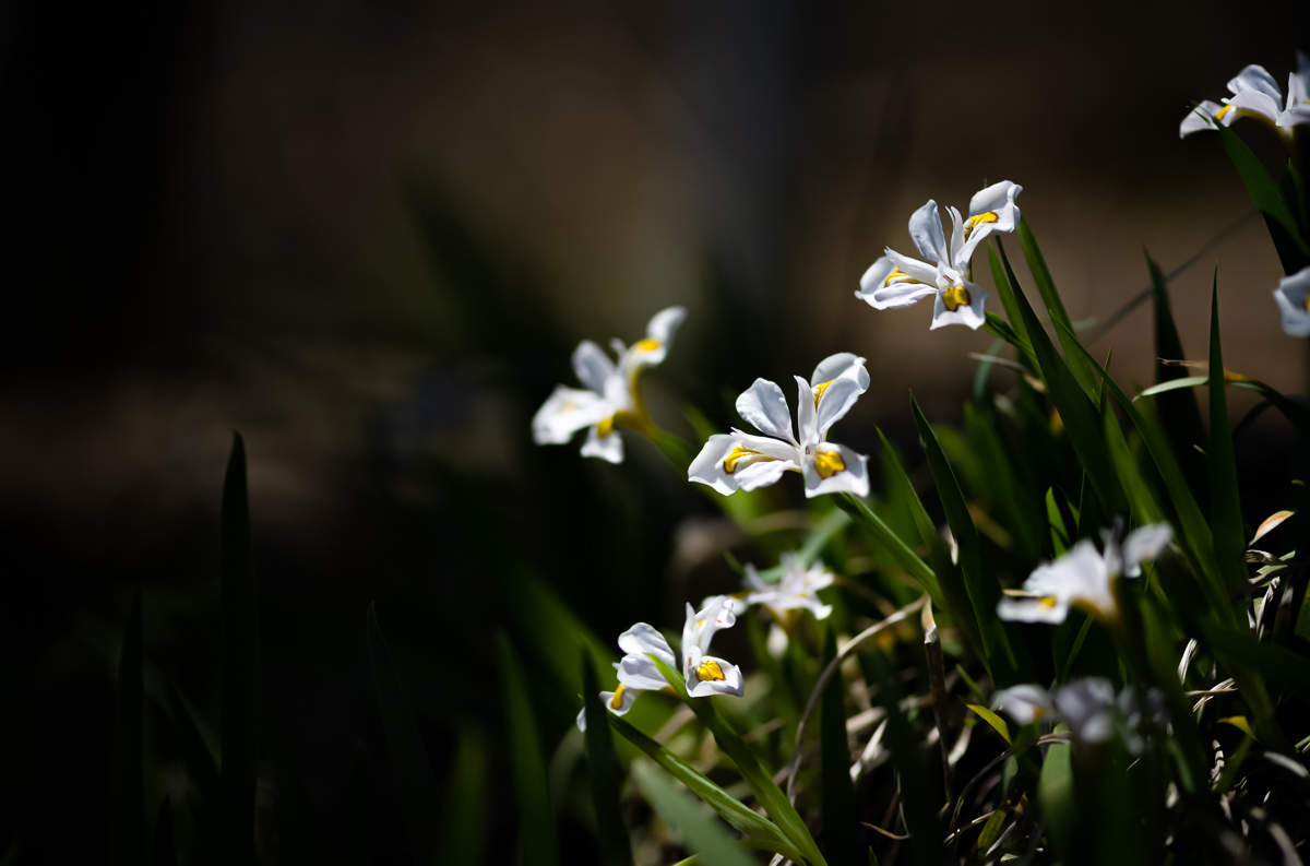 20200430-DSC_4669.jpg