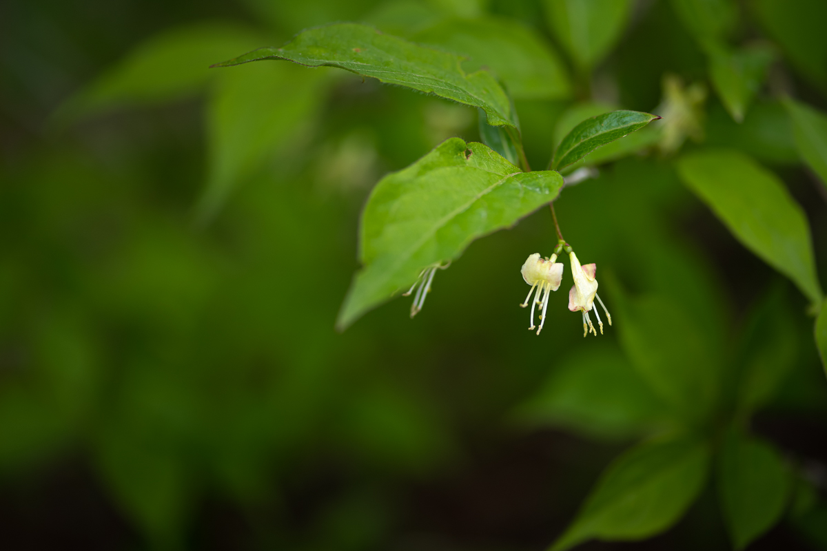DSC_0033.jpg