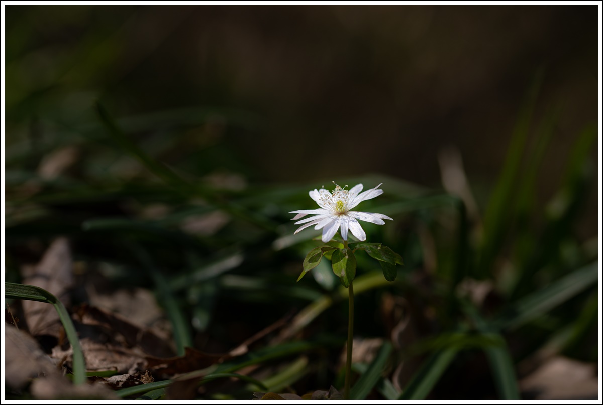 0L3A5462-1.jpg