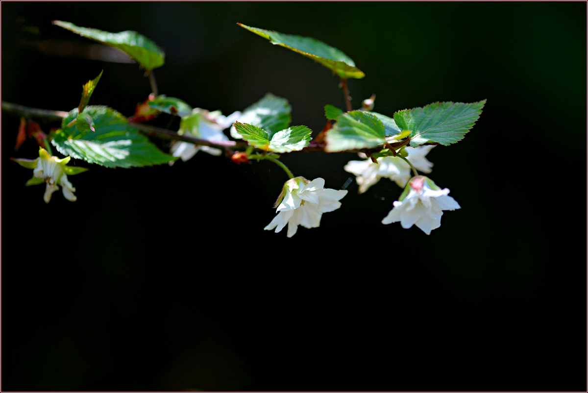 DSC_8445.jpg
