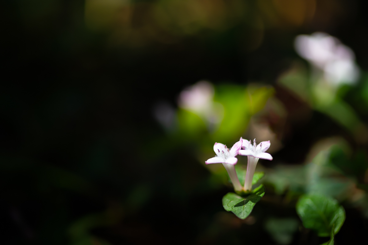DSC_0587.jpg