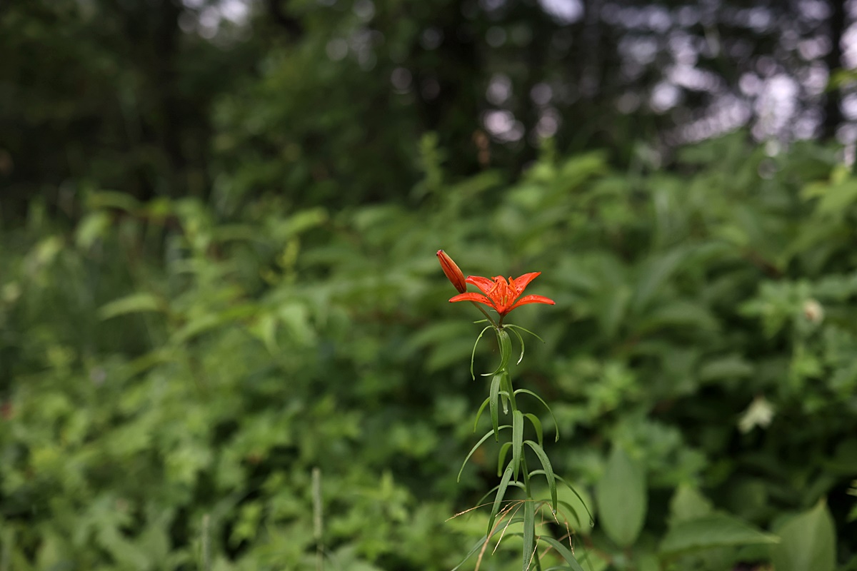 24-07-12 (185)-1.JPG