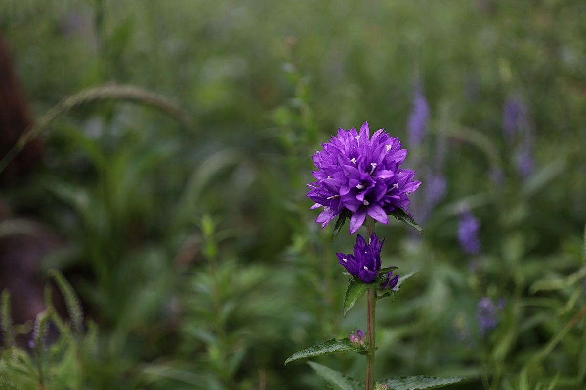 24-07-30 (353)-1.JPG