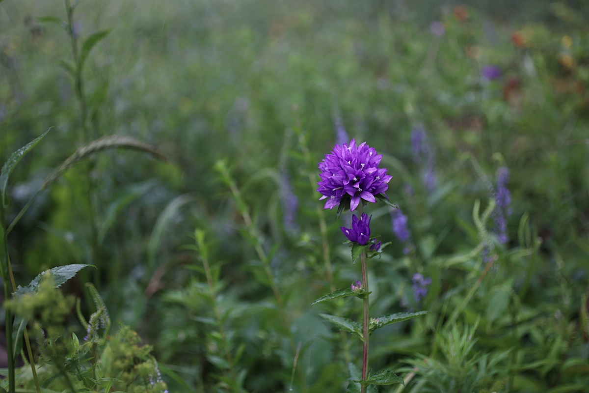 24-07-30 (360)-1.JPG