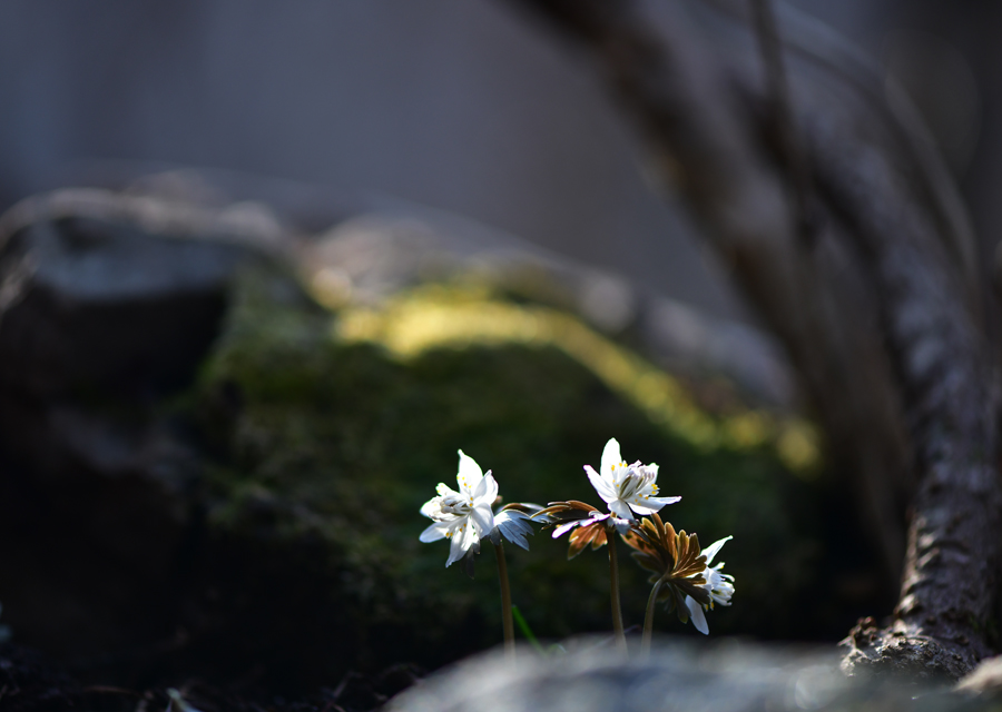 DSC_1201.JPG