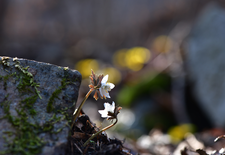 DSC_1146.JPG