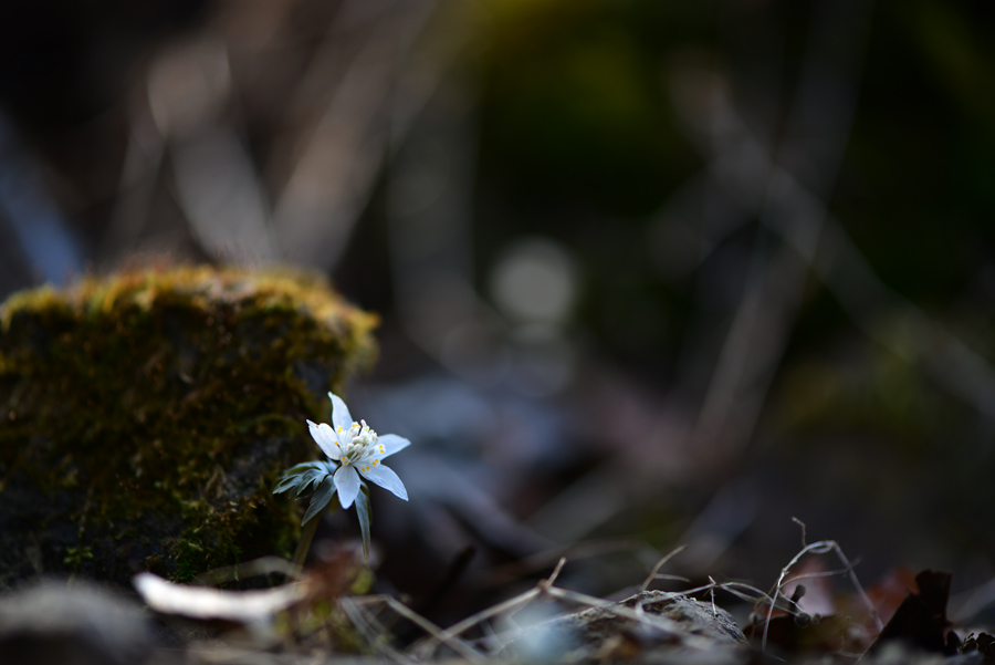 DSC_1230.JPG