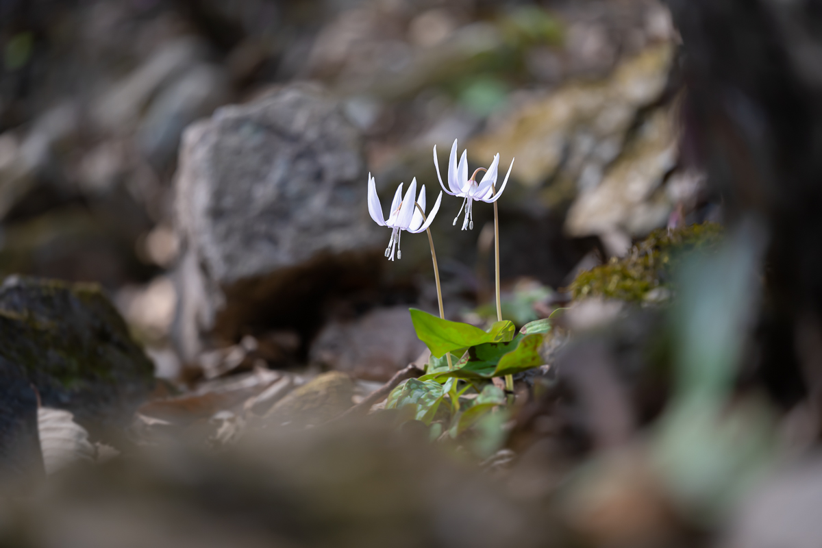 DSC_9155.jpg