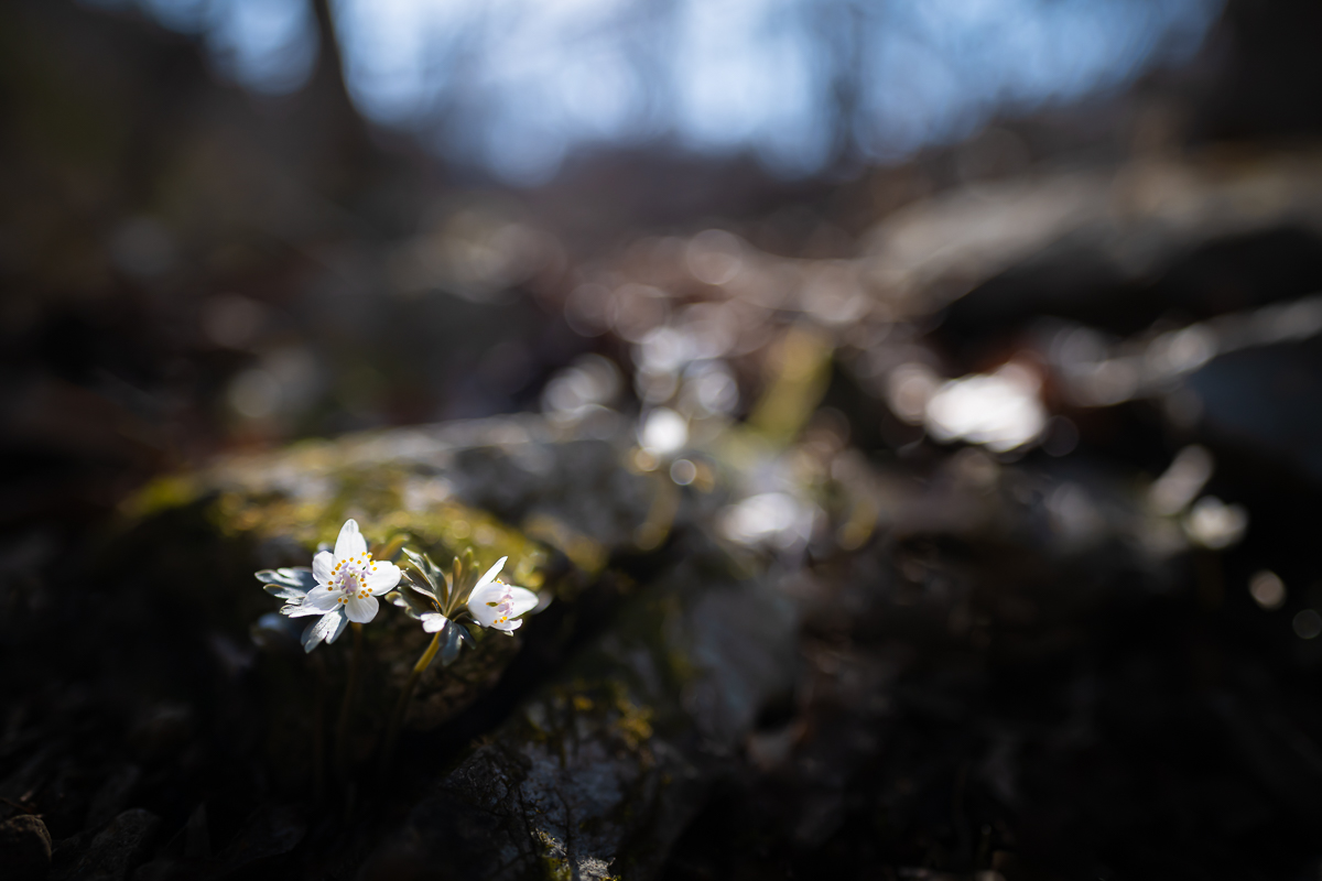 DSC_7146.jpg