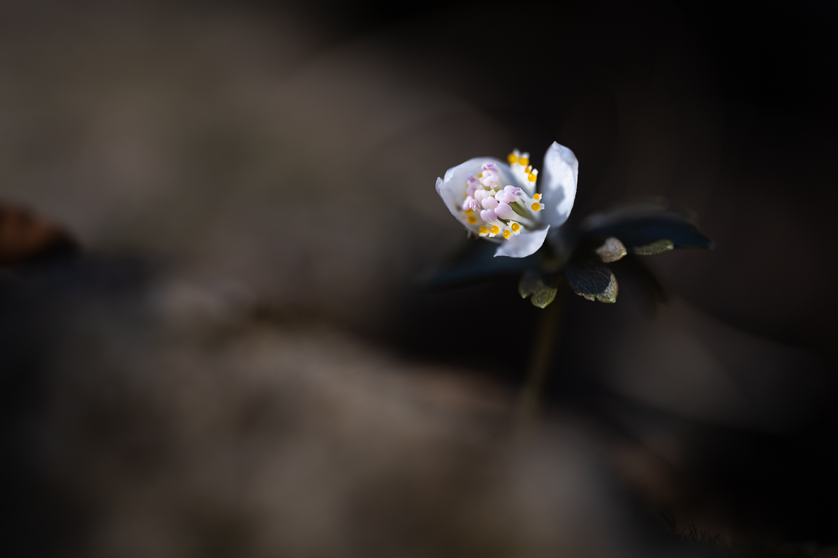 DSC_7154.jpg