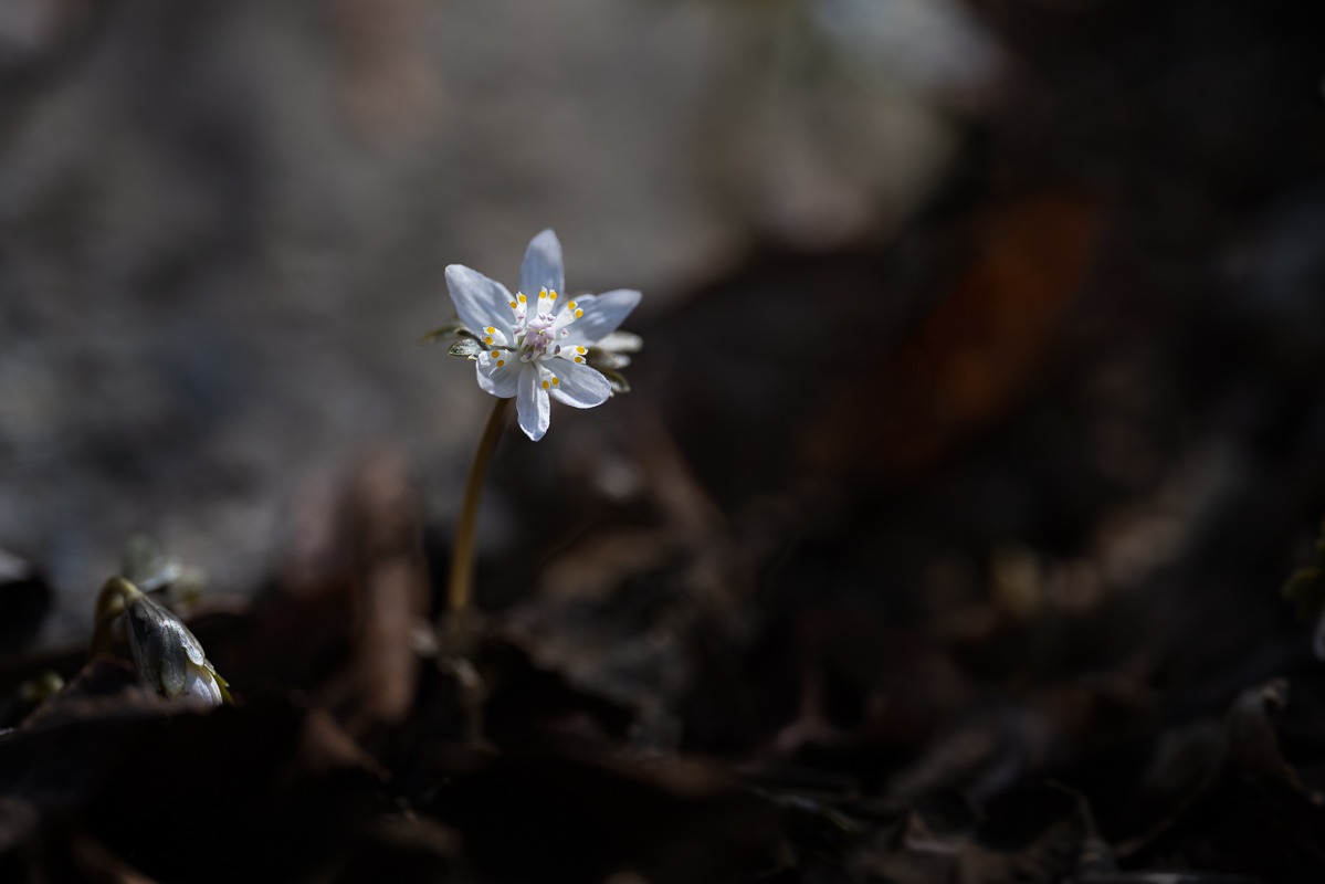 DSC_7093.jpg