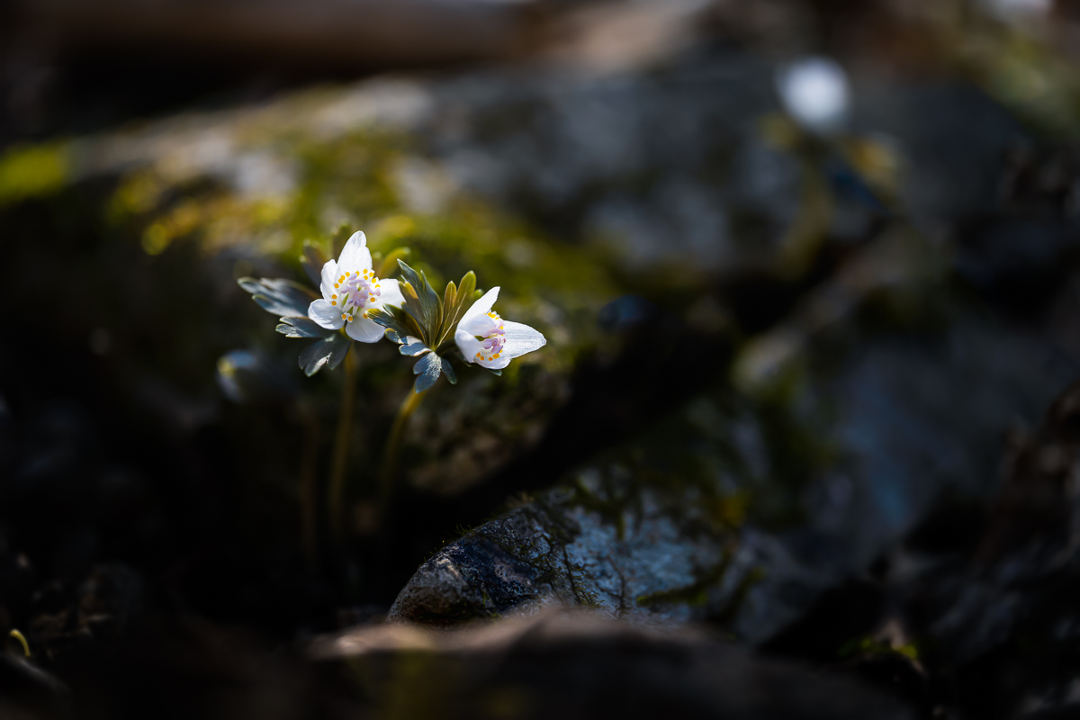 DSC_7103.jpg