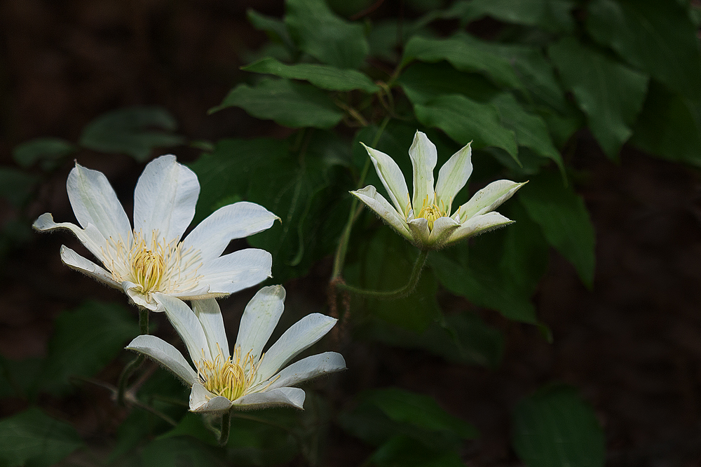 DSC_9852.jpg